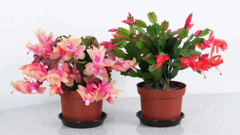 El nombre científico de esta planta es Schlumbergera truncata