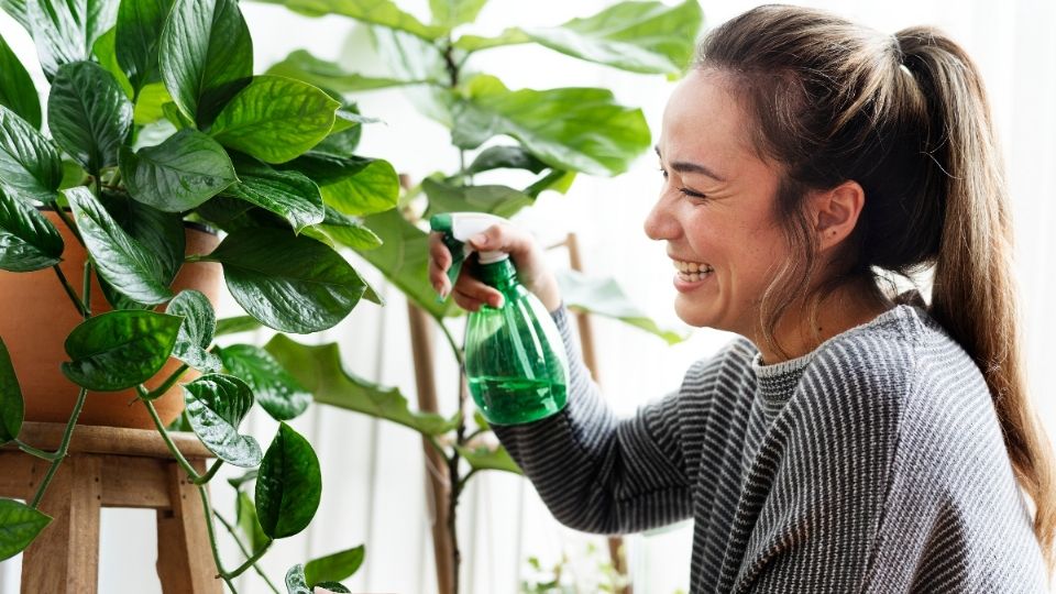 No dejes que tus plantas se marchiten