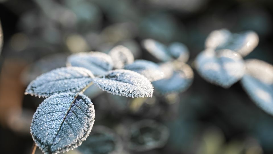 Las bajas temperaturas pueden dañar tus plantas