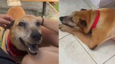 VIDEO que te romperá el corazón: así fue el último día de "Trompas", un perrito con un tumor