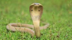 Graban a una enorme cobra furiosa irrumpiendo en un campo de golf: VIDEO