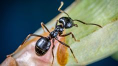 Cómo usar ajo para ahuyentar plagas de hormigas en mis plantas