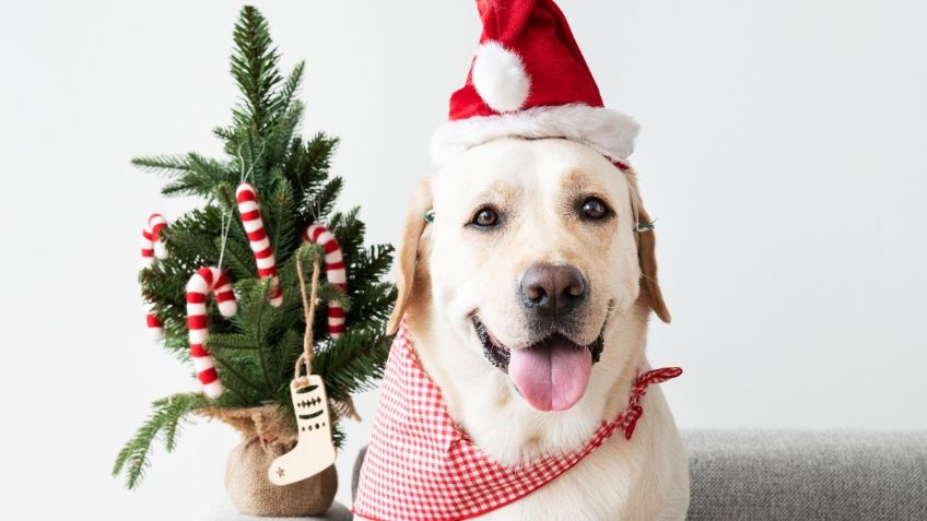 Flor de Nochebuena: la recomendación para evitar que se intoxique tu perro o gato