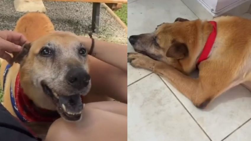 VIDEO que te romperá el corazón: así fue el último día de "Trompas", un perrito con un tumor