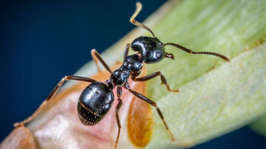 Cómo usar ajo para ahuyentar plagas de hormigas en mis plantas