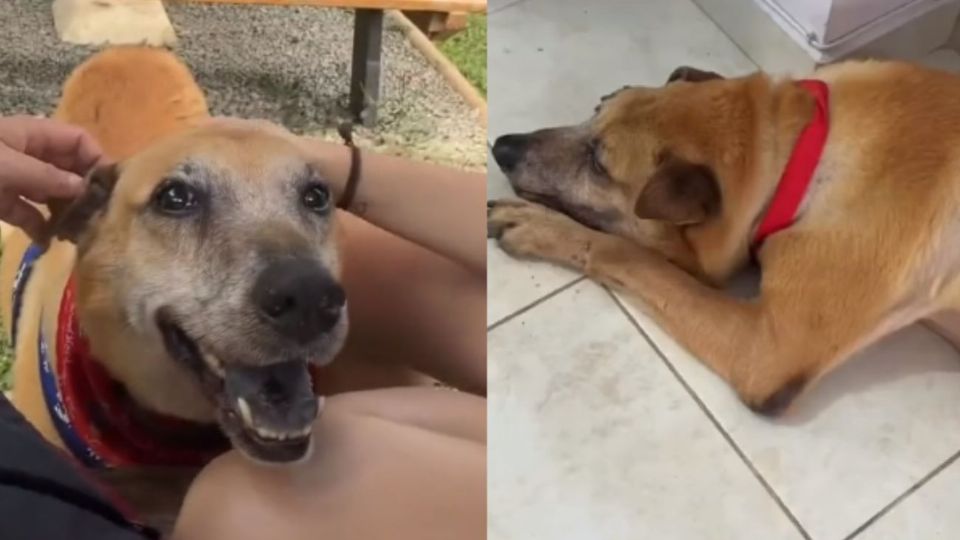 Así fue la despedida de Trompas, el perrito que te hará llorar