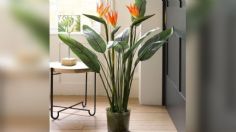 5 plantas tropicales que puedes tener en tu casa y se verán hermosas