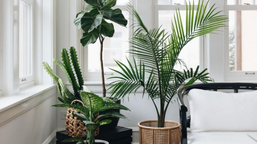 5 ideas para decorar tu hogar de manera elegante con plantas de interiores