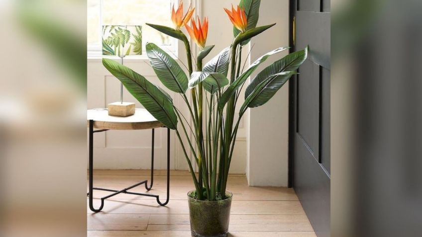 5 plantas tropicales que puedes tener en tu casa y se verán hermosas