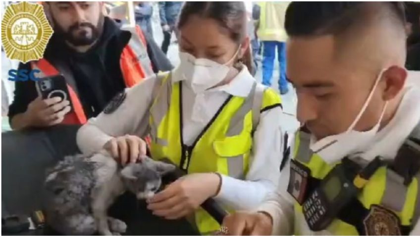 VIDEO: así salvaron paramédicos la vida a un gatito lesionado por el fuerte incendio en Tepito