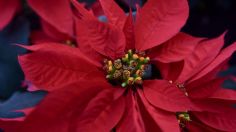 La flor de nochebuena te ayudará para aliviar la tos y la gripa