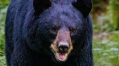 VIDEO: oso negro sorprende a familia en Nuevo León, así entró a una residencia privada