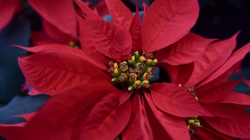 La flor de nochebuena te ayudará para aliviar la tos y la gripa