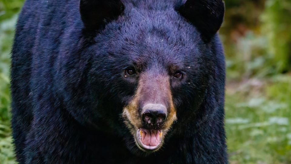 Oso negro buscaba algo de comer en una vivienda