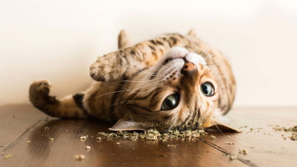 La hierba gatera, o catnip, altera el comportamiento de la mayoría de los gatos.