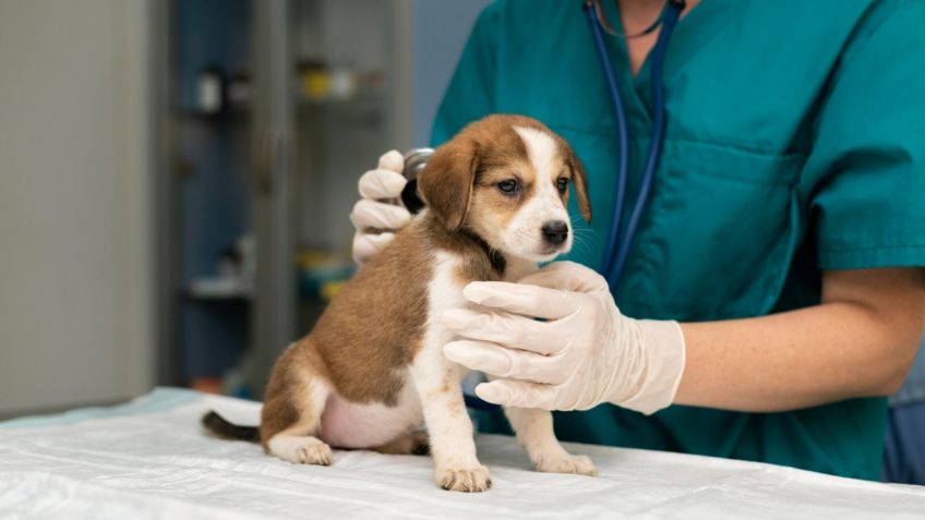 Mujeres con Bienestar Edomex: ¿puedo usar mi tarjeta para el veterinario de mi gato o perro?