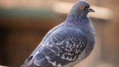 Despídete de las palomas, con un solo elemento elimínalas de tus ventanas