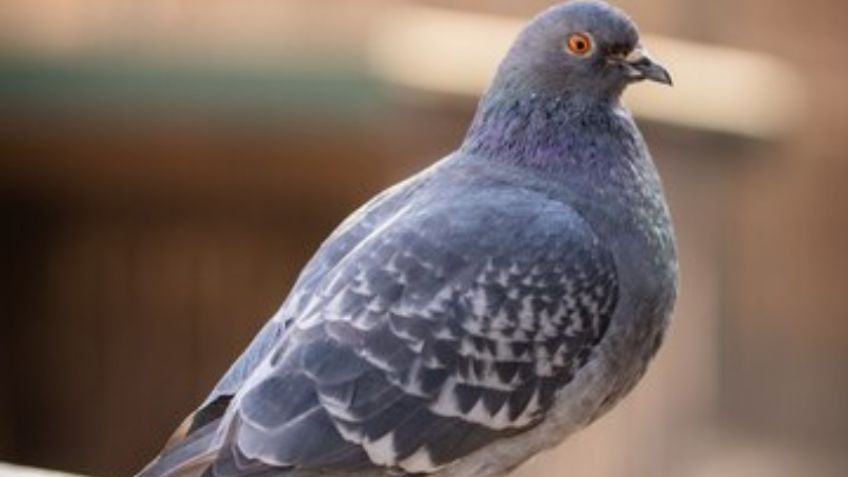 Despídete de las palomas, con un solo elemento elimínalas de tus ventanas