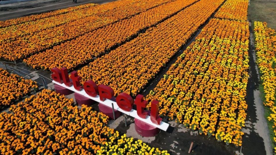 La producción del cempasúchil paso de 900 mil plantas en 2019 a 5.5 millones en el 2023.