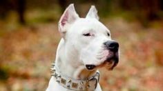 Descubre cuántos años vive la raza de perro dogo argentino