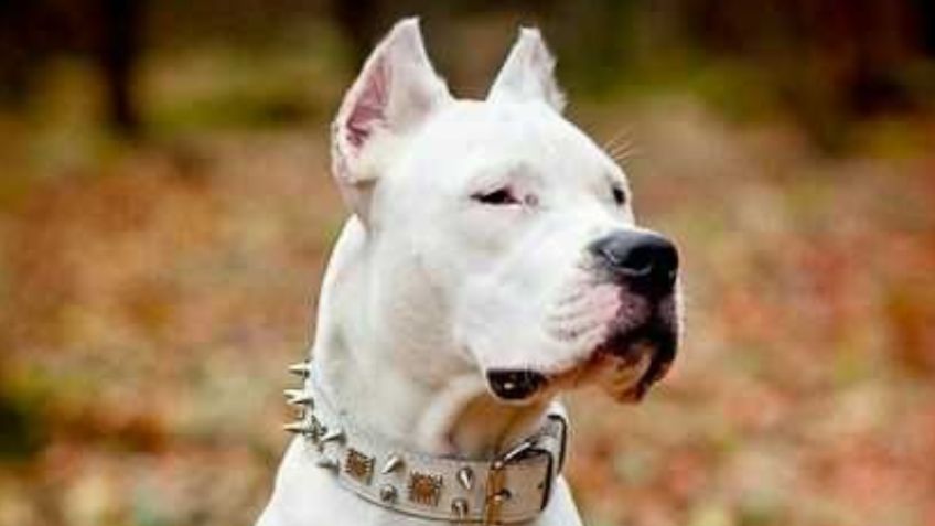 Descubre cuántos años vive la raza de perro dogo argentino