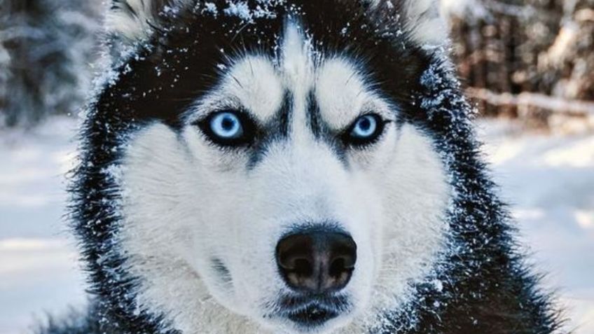 Toma aire antes de saber cuántos años vive la raza de perro husky siberiano