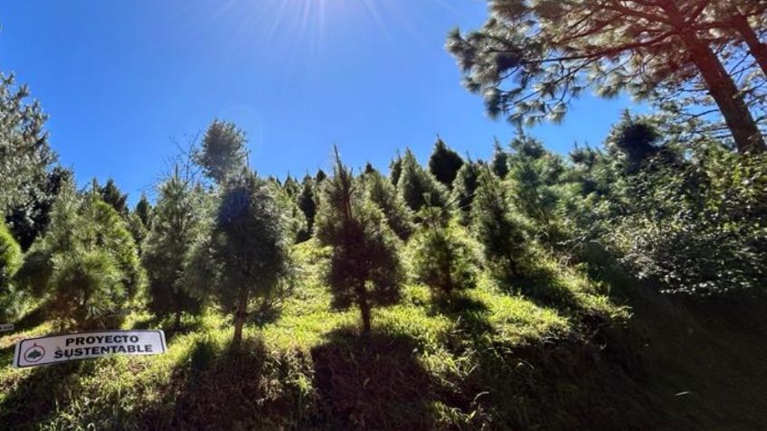 Compra tu árbol de navidad en 400 pesos en estos lugares del Edomex