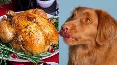 Esta es la razón por la que no debes darle pavo a tu perro en Navidad