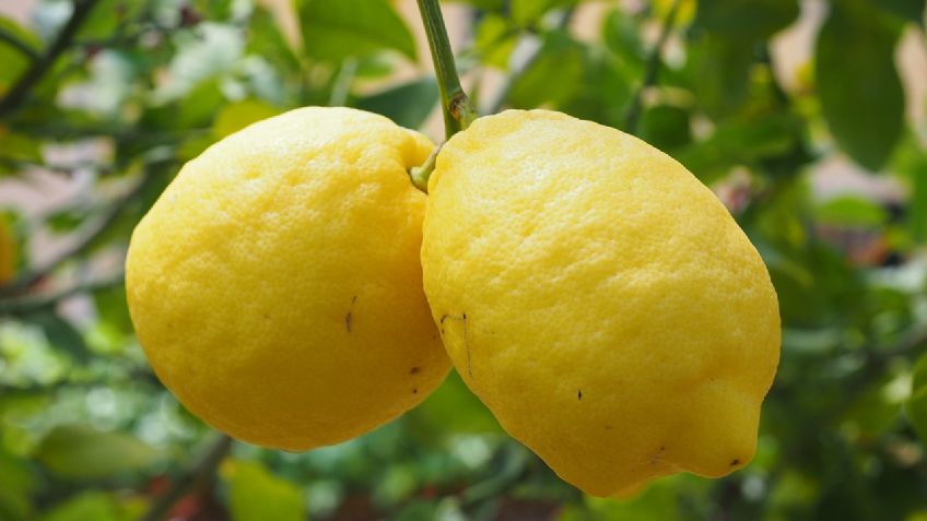 ¿Cómo plantar un limonero y tenerlo listo para la primavera 2024?