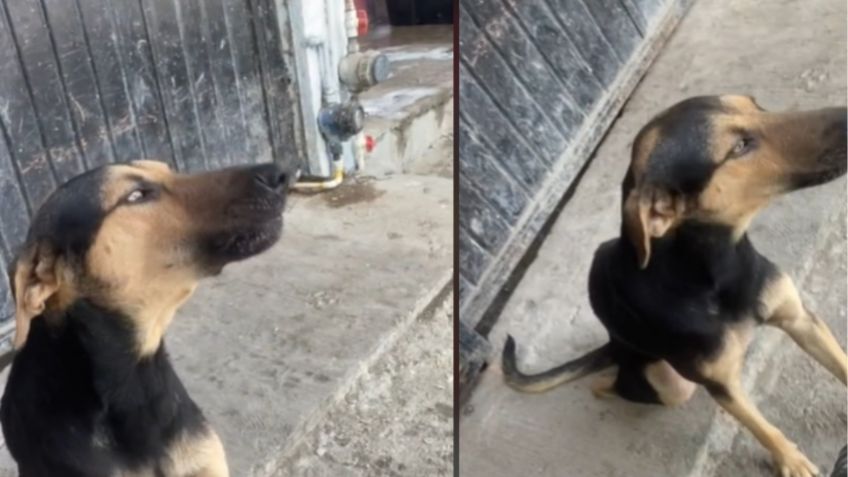 VIDEO: ¡Llévele, llévele! Pichirilo, el perrito pescador que es tendencia en redes