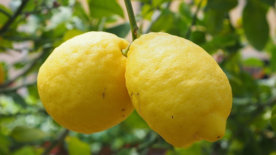 Un limonero puede ser una más que un pasatiempo, pues te servirá para tener tus propios frutos en casa