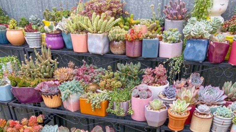 Estas suculentas son perfectas para quienes quieren comenzar a cuidar plantas.