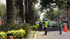 Sedema avanza en plantación de árboles para sustituir palmeras en CDMX