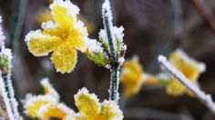 3 flores perfectas para adornar tu casa en invierno y darle un toque de calidez y frescura