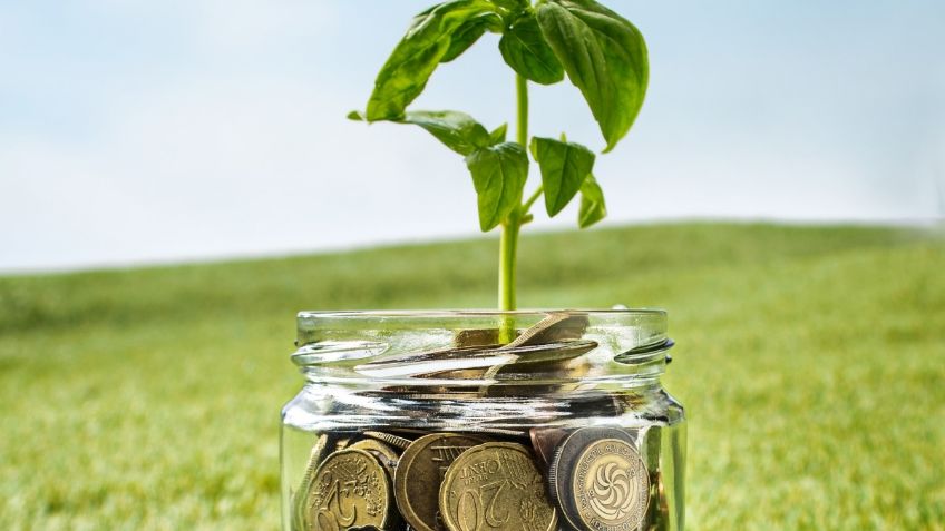 3 plantas que debes tener en tu casa para atraer el dinero y la abundancia en el Año Nuevo 2024