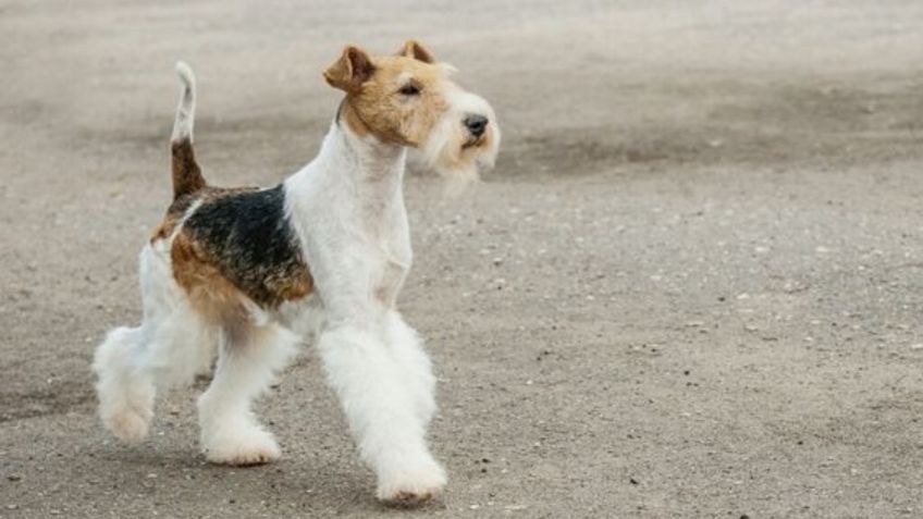 Este perro de raza está en peligro de desaparecer, en 2023 se tiene registrado solo 281 nacimientos en todo el mundo