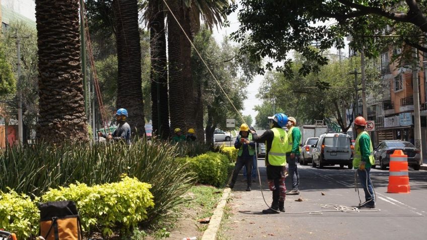 Sedema avanza en plantación de árboles para sustituir palmeras en CDMX