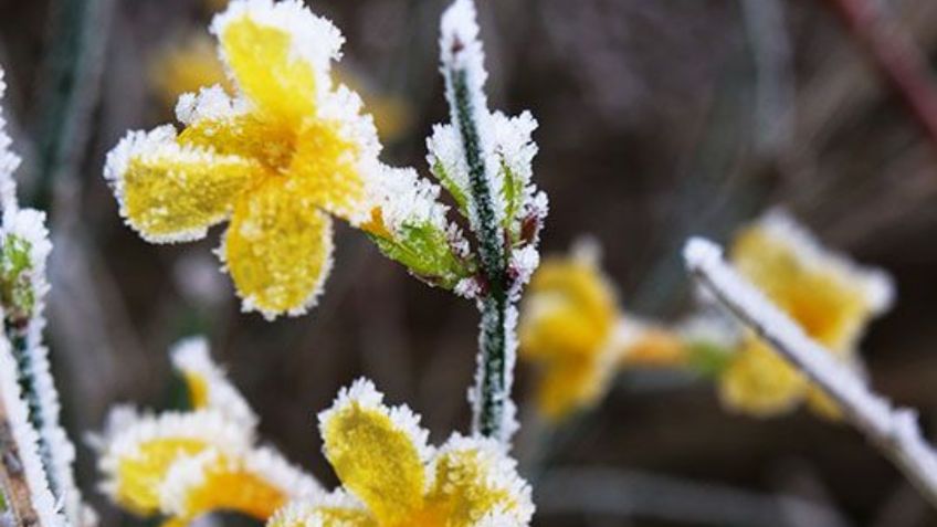 3 flores perfectas para adornar tu casa en invierno y darle un toque de calidez y frescura