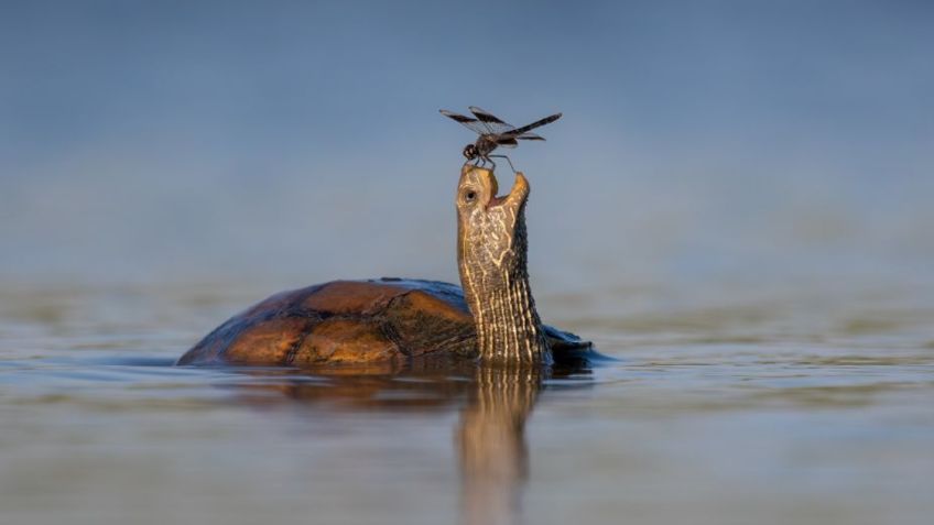 Comedy Wildlife Photo 2023: estas son las mejores fotos que muestran el lado más divertido e inocente de la naturaleza