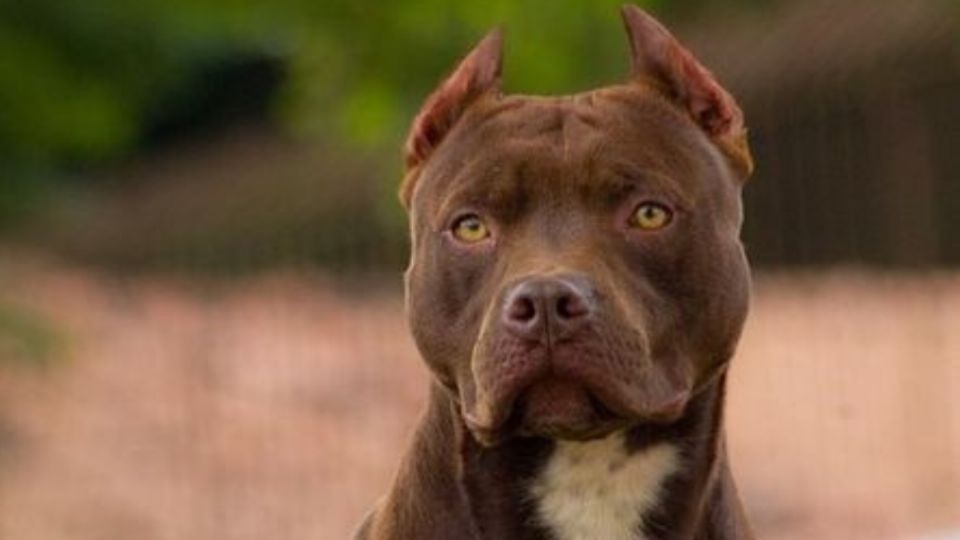 Toma asiento antes de saber cuántos años vive la raza de perro pitbull