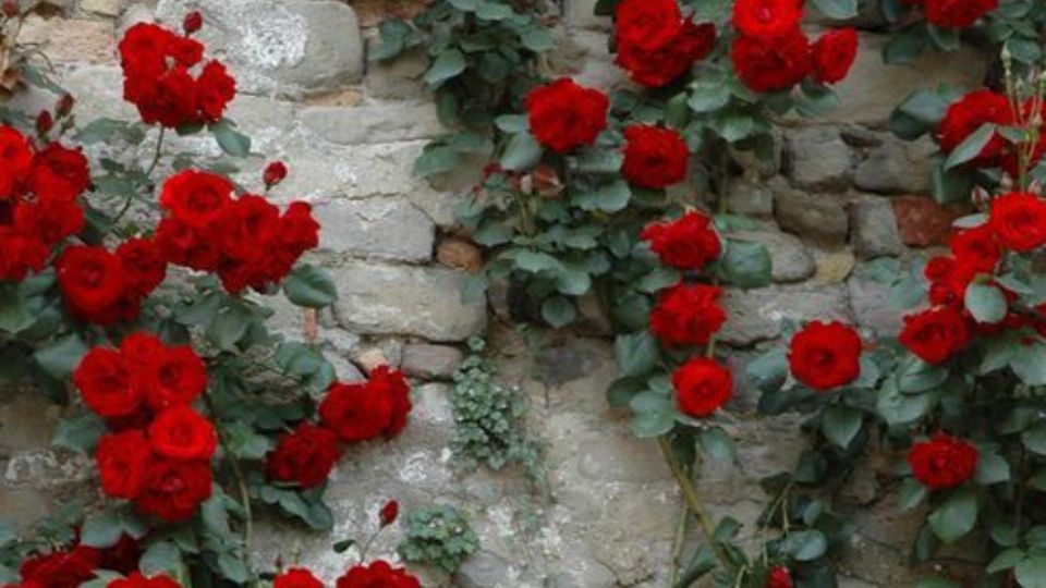 Estas plantas son perfectas para tener un jardín vertical sencillo y hermoso.