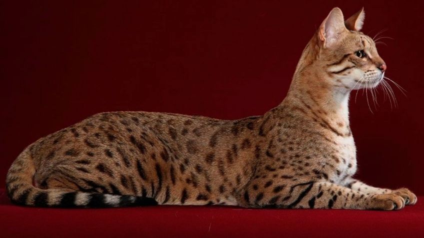 ¿Michis del futuro? Estas tres razas de gatos han sido modificadas genéticamente