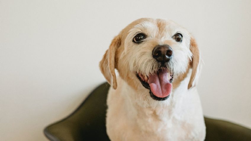 ¿Por qué mi perro jadea? 4 señales a las que debes prestar atención