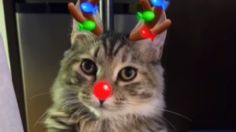 Filtros de TikTok para gatos: podrás convertirlos en superhéroes o llenarlos del espíritu navideño