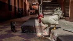 Denuncian a hombre que baleó la casa de su vecina porque su gallo no lo dejaba dormir