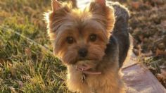 Toma asiento antes de saber cuántos años vive la raza de perro yorkshire terrier