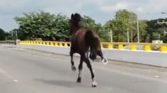 VIDEO | Caballo corre por avenida periférico en Mérida y hasta sube puentes