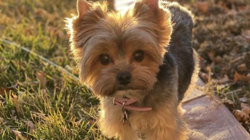 Toma asiento antes de saber cuántos años vive la raza de perro yorkshire terrier