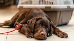 Así puedes liberar a tu perro, gato o cualquier animalito de compañía de las malas energías