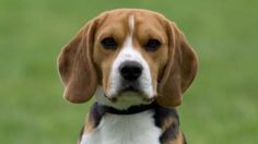 Toma asiento antes de saber cuántos años vive la raza de perro beagle